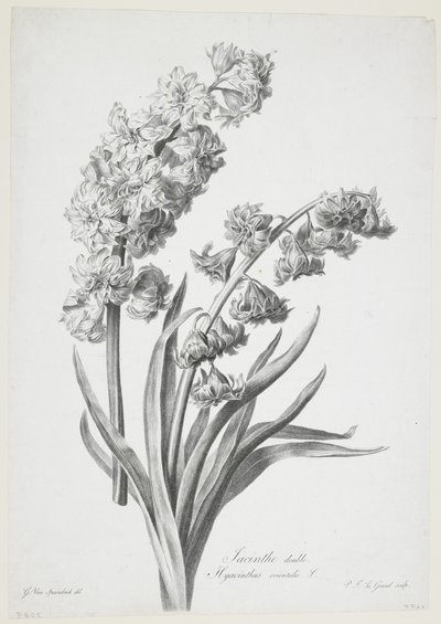 Double Hyacinth, from Fleurs Dessinees d
